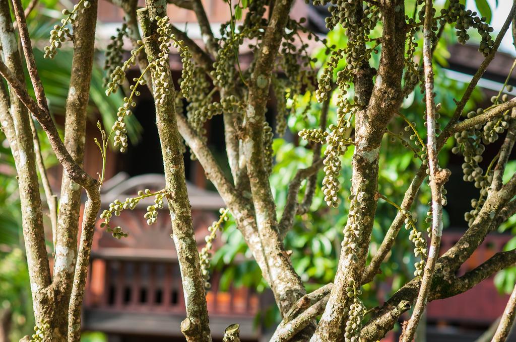 Tum Baan Suan ตุ่มบ้านสวน Chanthaburi Extérieur photo